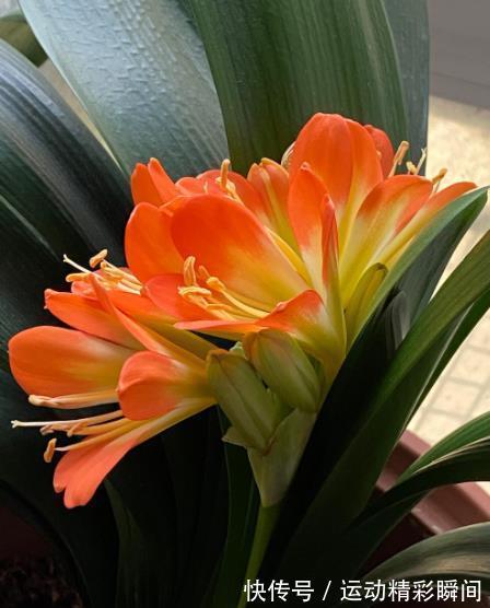 冬天养君子兰,定期喂点“小零食”,根正苗壮,开花一茬接一茬