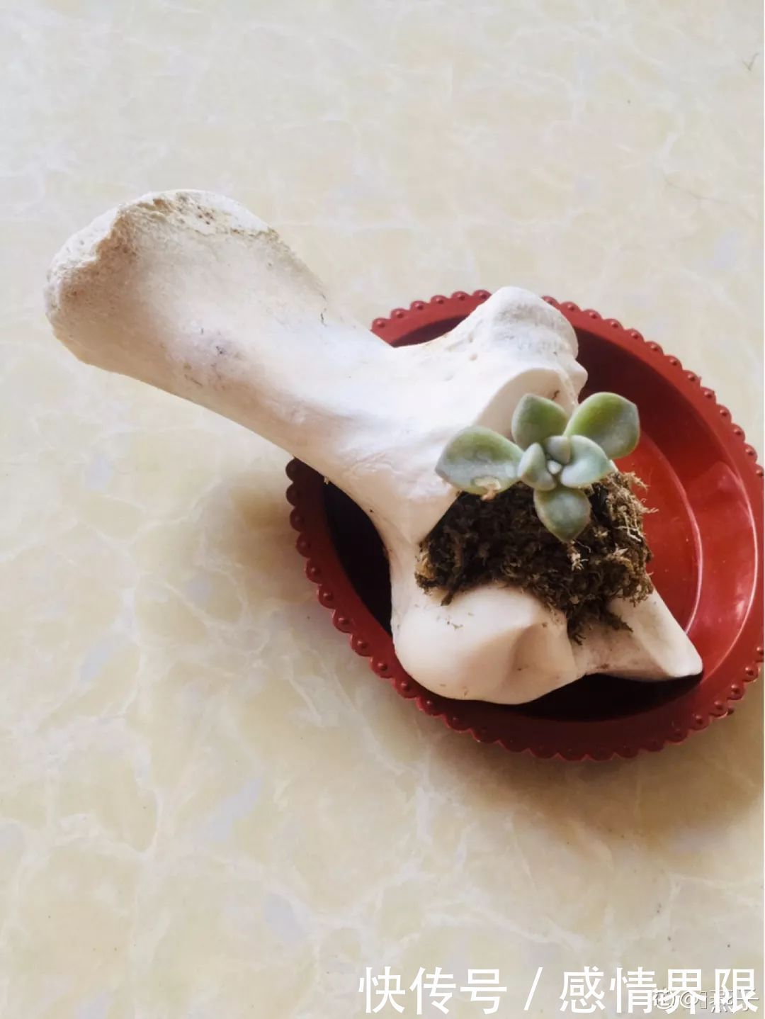 多肉盆栽猪肉这么贵,骨头洗干净种多肉,比花盆还好看