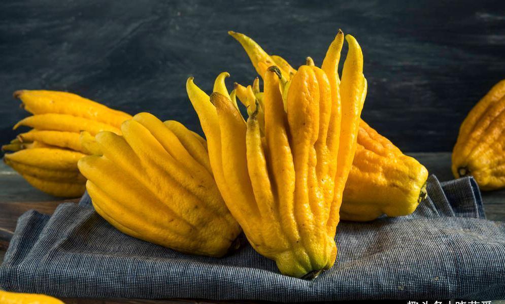 佛手|院子里适合种7种“镇宅树”,随便种一棵,“旺财添福”更旺家