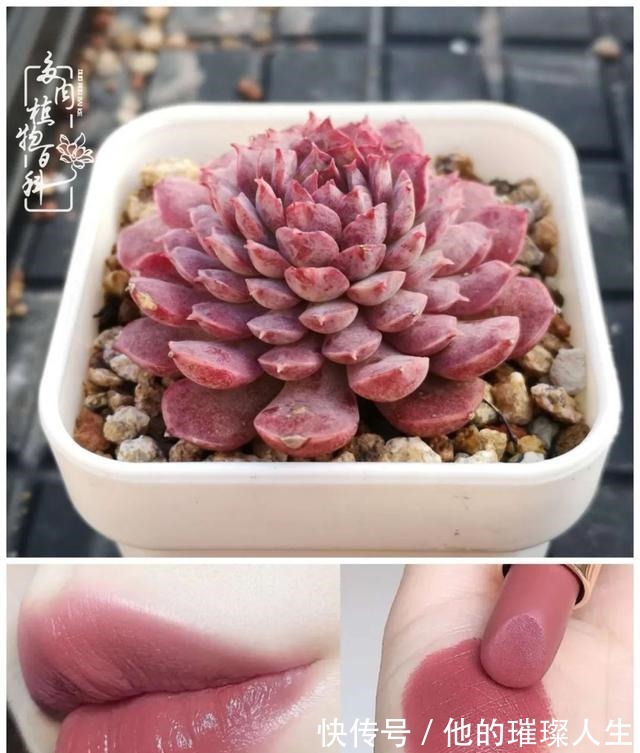 质地|论口红与多肉要不要这么搭!你发现了吗!