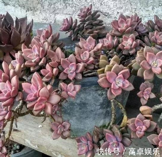 老桩|养多肉老桩，不想它茎叶长得乱糟糟就从这4方面着手提升颜值