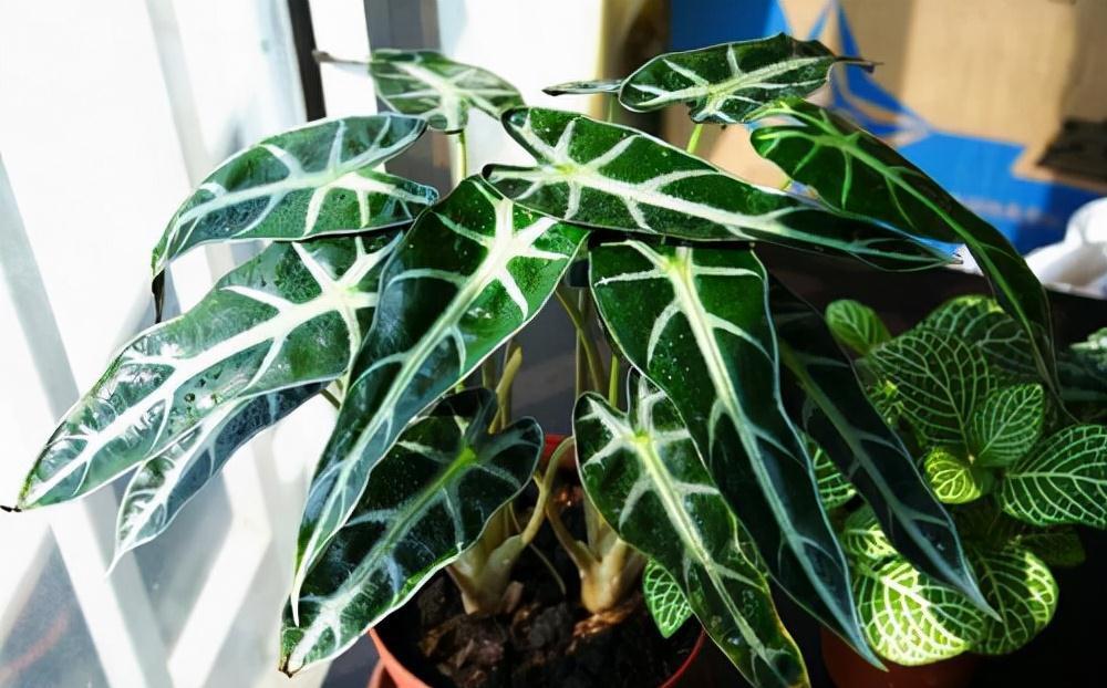 16种耐阴花，就算阳光不足，也能年年生长、开花