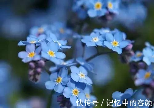 此花小巧醒目美丽 给人一种可爱而难忘的感觉 代表忠诚不变的心 快资讯 此花小巧醒目美丽 给人一种可爱而难忘的感觉 代表忠诚不变的心 快资讯