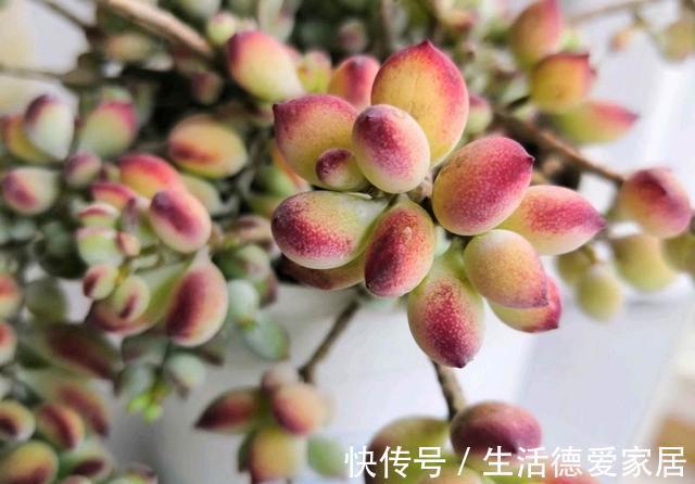 花友|达摩福娘，有香味的多肉中最好养的品种，爱爆盆可以当成吊兰养