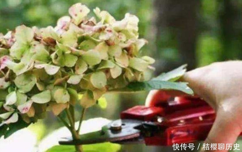 绣球花花期结束,按照“3个”方法做,明年开花简单花球多