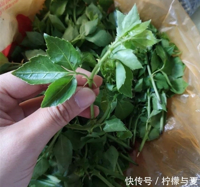 带刺|农村这种带刺小灌木,全株不起眼,却能填饱肚子又能治疗疾病