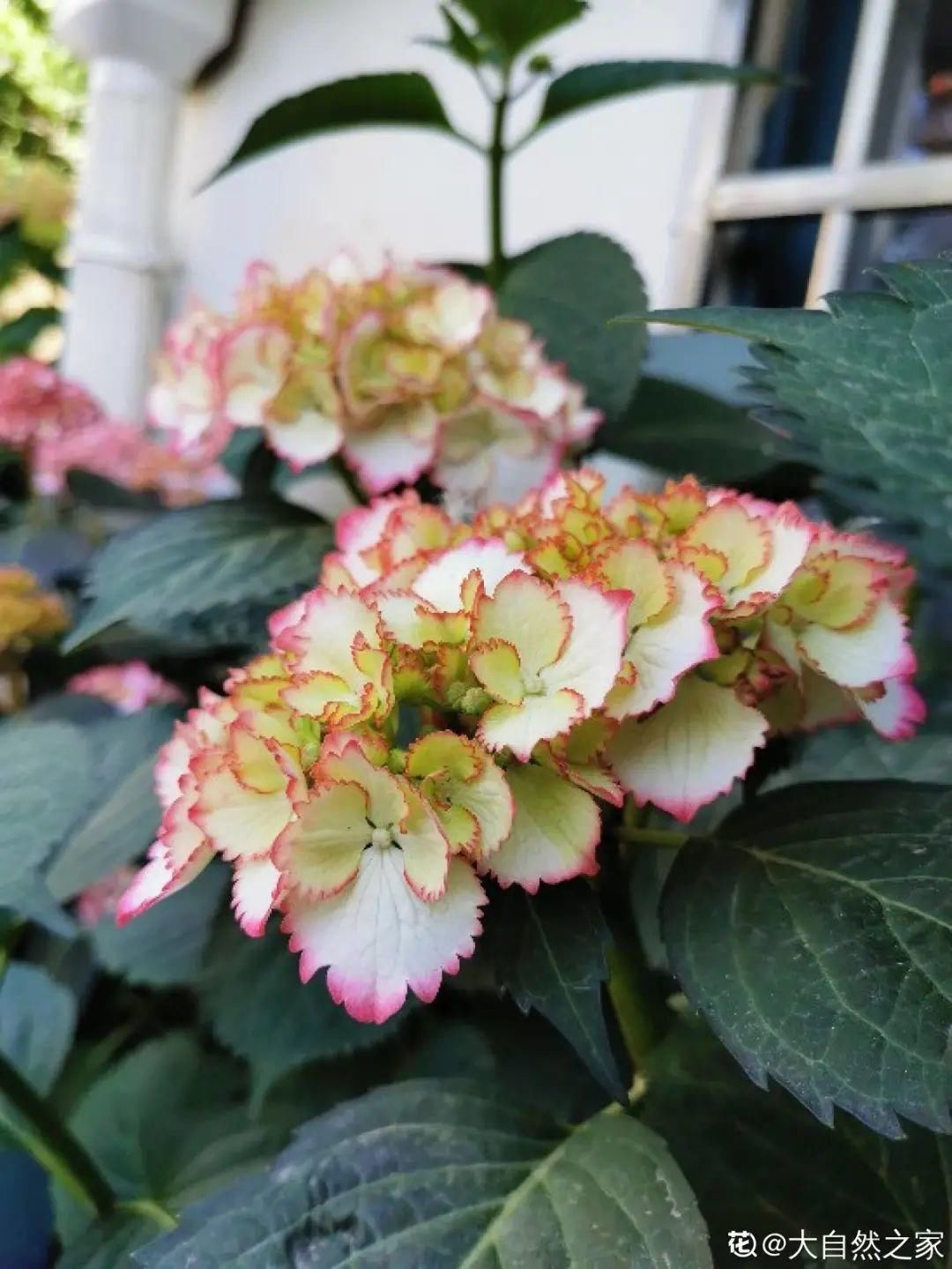 花手鞠|夏天扦插最好活,剪个枝条插土里,10天就生根