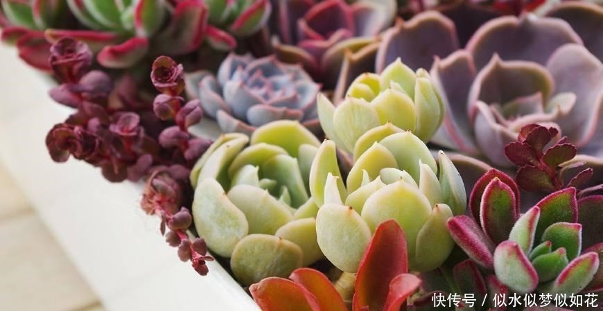 多肉植物干瘪没有生气 那是因为你没有这么做!