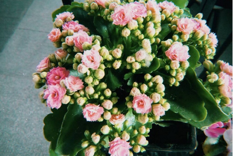 爷爷说家中”三种花“不要送人，送花等于”送财神“，后悔来不及