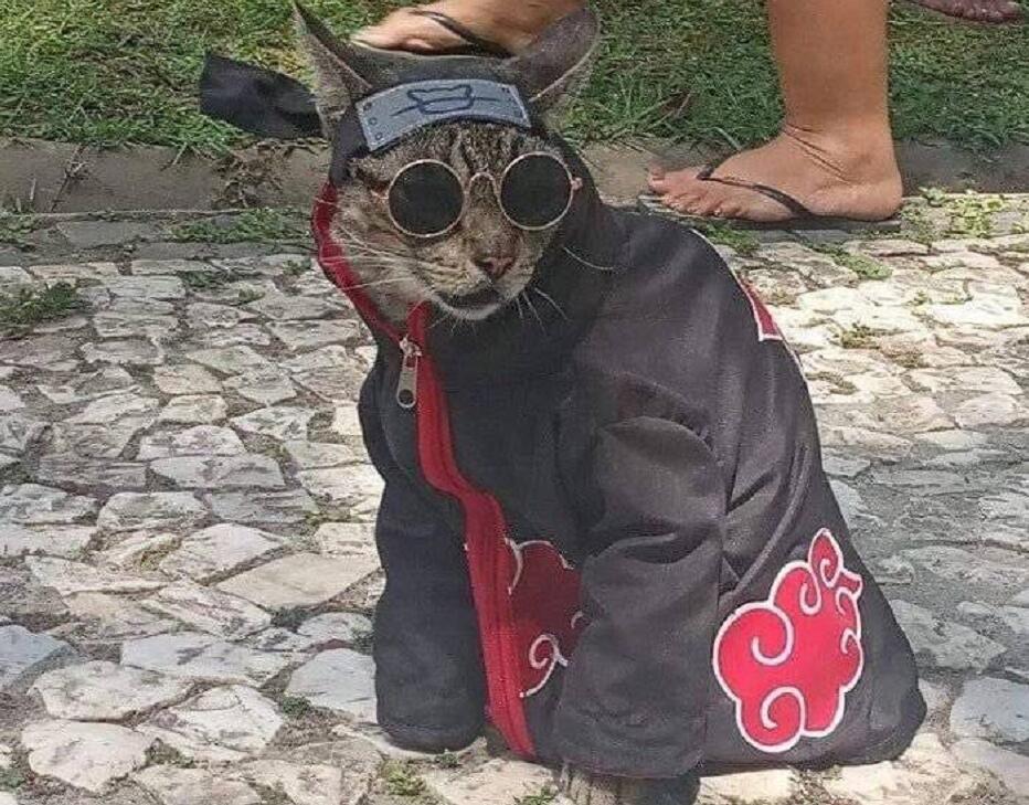 只猫|当猫cosplay《火影》,认出斑爷,认出鼬,能认出小樱吗