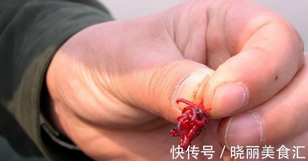 十一二月钓鲤鱼,用上这三种饵料,不怕鲤鱼不上钩
