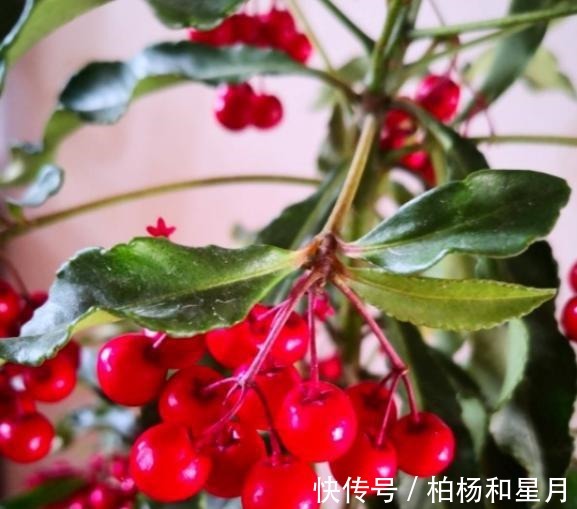 年底养盆喜庆花，有招财旺运好兆头，红红火火好运来！