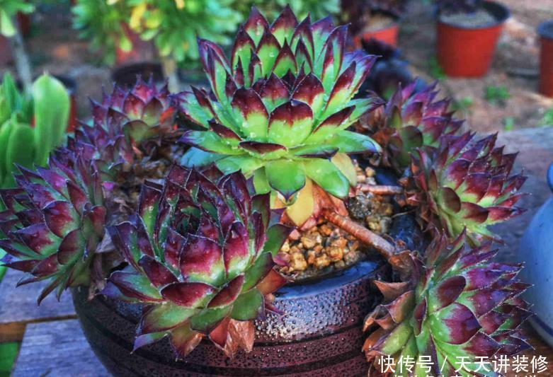 老桩|养多肉我一般不建议施肥，但这种多肉适当地施肥却可以养得更好