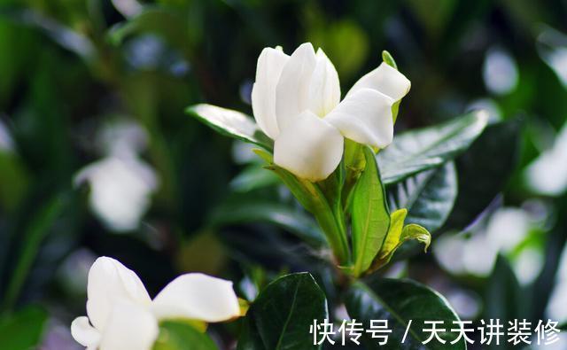 扦插|趁热快进行扦插,以下花扦插正当时,养护到位,生根发芽没问题