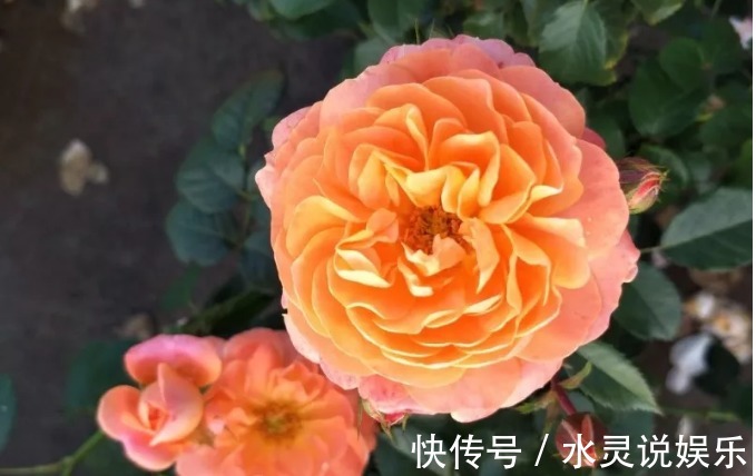 5种花卉“别乱养”,香气“有毒”,放在卧室并不好,别疏忽!