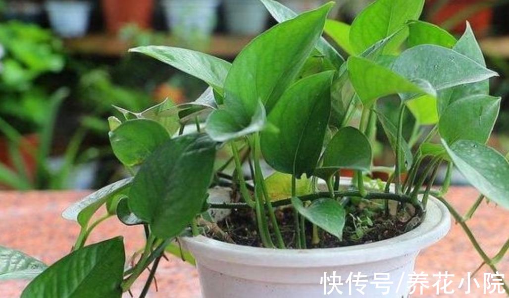 天冷了，给绿萝补点“营养”，整个冬天叶子绿油油