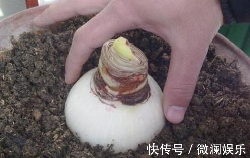 朱顶红开花之后,一个“小动作”,又开一茬花,花大色艳特别美!