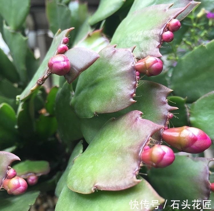 叶片|她繁殖蟹爪兰,就用1把“梳子”,3周长出“胡须根”