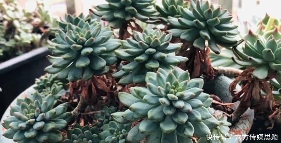 关于多肉度夏，只要我们做好2点，温度再高也不怕，度夏很容易