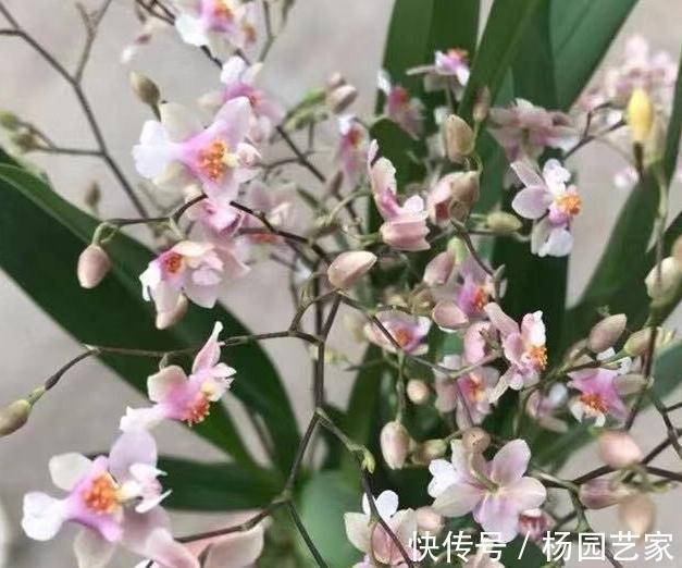 梦香兰|梦香兰日常养护需知,该如何养呢,又该注意哪些问题呢