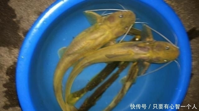 牛尾巴|广西钓友地下河出口钓起许多“奇怪黄辣丁”,最大的四十多公分长