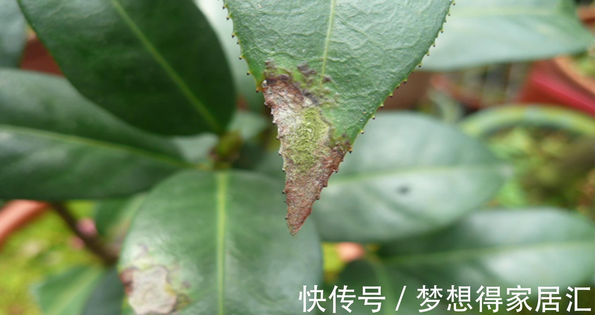 病虫害|茶花夏季经常枯萎死亡，可能是它导致的，及时发现及时治疗