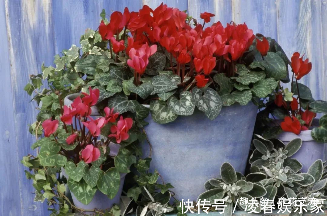 一年四季可以养在室内的开花植物和观叶植物,附新手养护教程