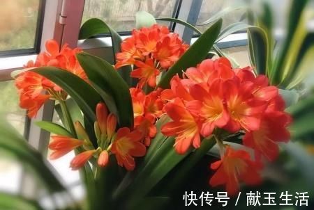 光照|12月养君子兰，就怕做错“5件事”，黄叶、烂根多，而且难开花