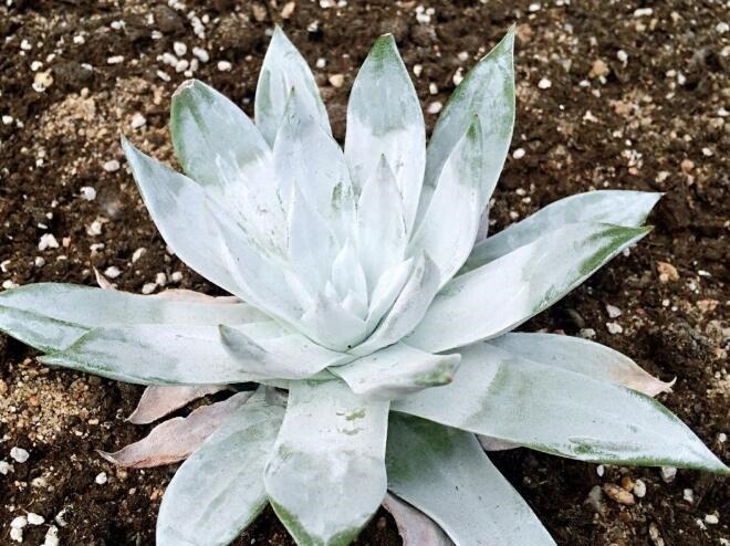 多肉植物“仙女杯”怎么养教你3个养护小妙招,紧实美观肉饱满