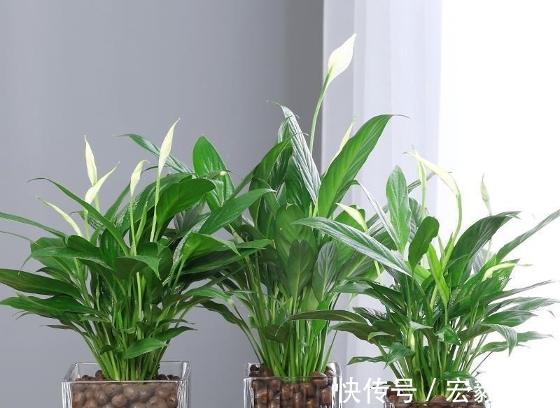 6种“吉利花”养在客厅里,一帆风顺,运气好,日子越过越顺当