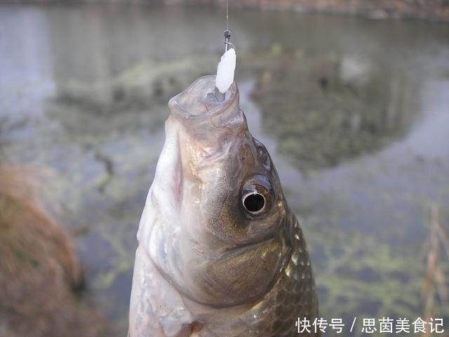 米饭|这东西2块多钱1斤,小鱼不爱专攻鲫鱼,爱钓鱼的你别错过