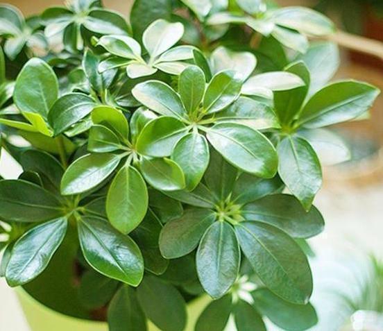 人养花,花也养人,家养此款花,净化空气好帮手,再不担心!