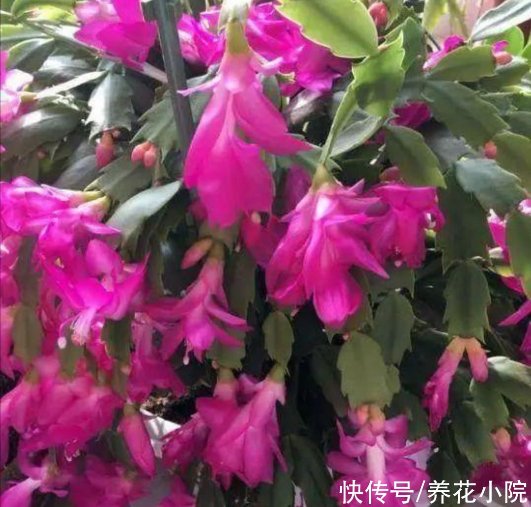 家里养这2种花，开完花后剪一剪，很快就能再开花