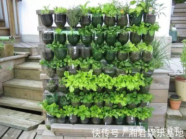 蔬菜|空油桶别扔了,剪一刀在阳台种菜,不用再买菜,一家人1年吃不完