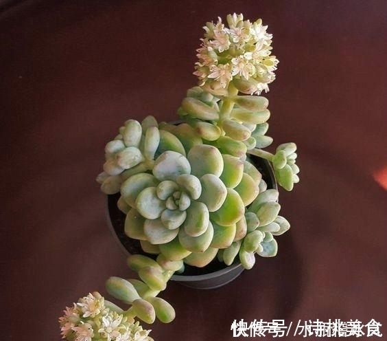 果冻|那些自带果冻色的多肉,它们可从来不让你失望!