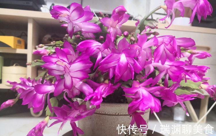 叶片|3种花是花中劳模,一年四季开花不断,开花量大,花开枝繁叶茂