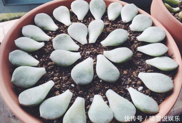 多肉叶插“不麻烦”,将“4个步骤”处理好,8天生根,冒出小苗!