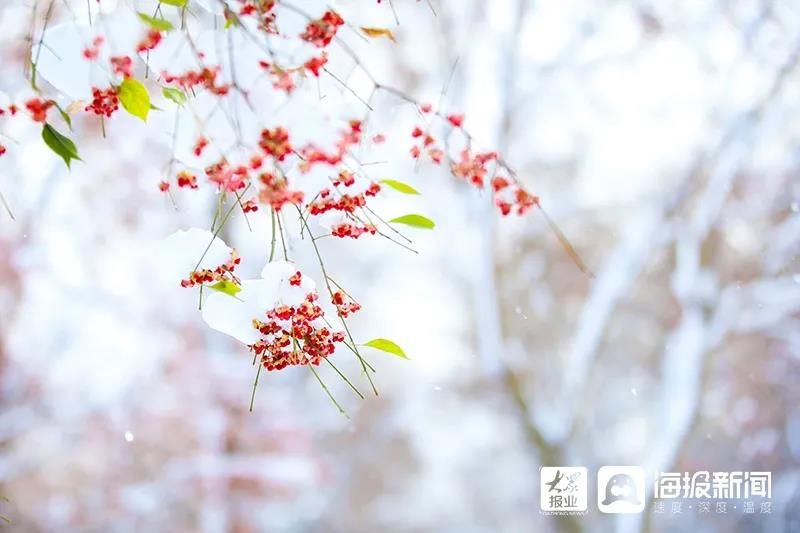 雪景|烟台终于下雪了！（附烟台绝美冰雪图）