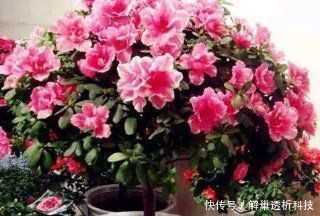 家家都有的垃圾,抓一把掺盆里,养花十年不烂根,开花爆盆挡不住