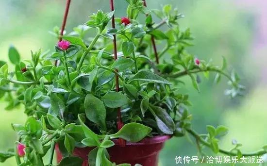 晾晒|家里养“3种花”,现在砍个头插盆里,一入秋就长不停!