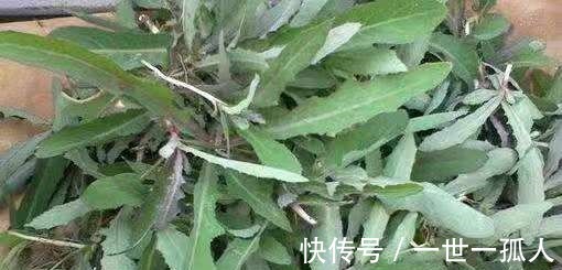 杂草|这种野草皇帝都吃过,若见到不要再当普通杂草,它的作用可大了!