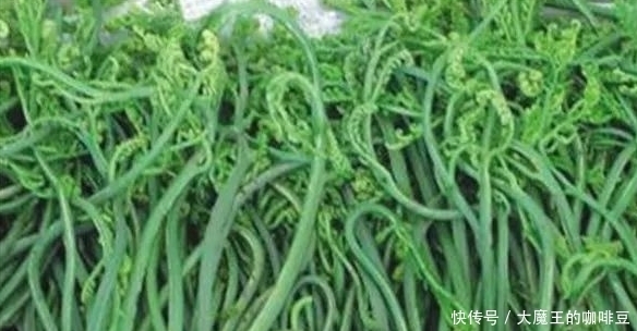 春季不可不食的6大野菜,改善膳食结构营养价值高,尝尝鲜足以!