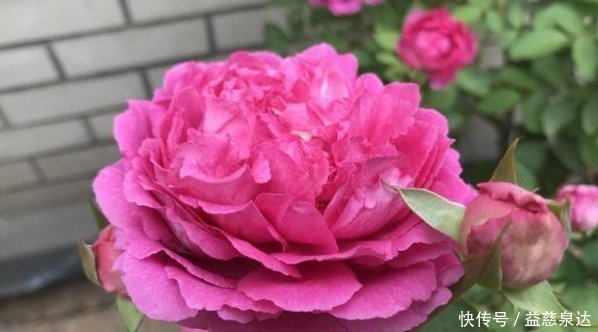 粉末|花盆里撒一把鸡蛋壳,作用真厉害,不生虫不黄叶,叶绿根壮爆满盆