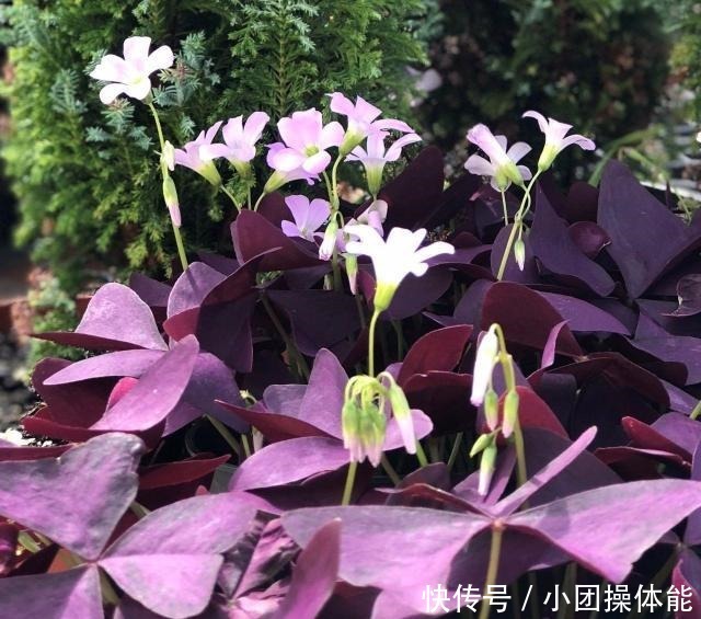 几种喜欢生长在半阴处的开花盆栽,养窗台边就很容易孕育花朵!