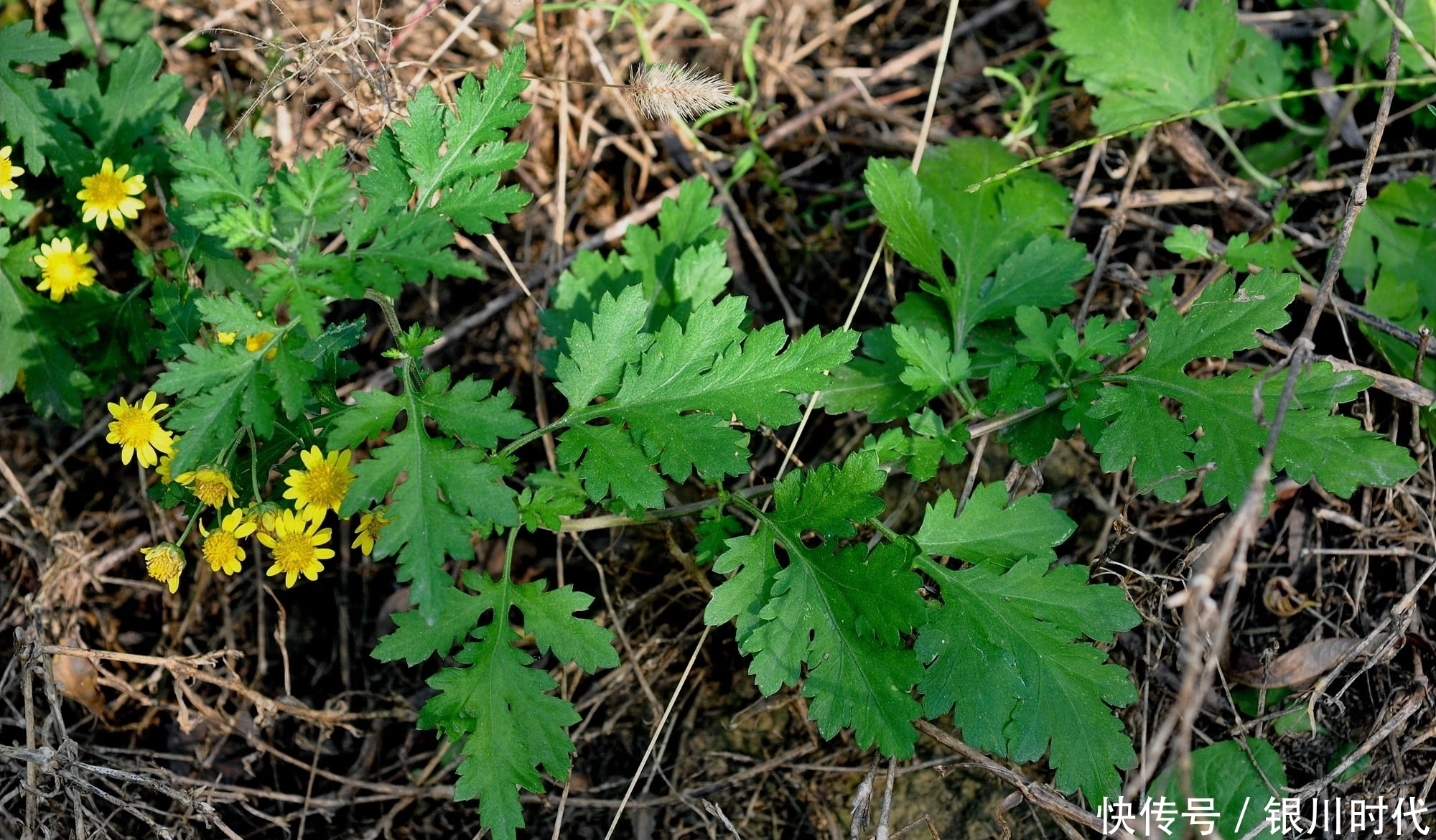 竹林里这种野草，价值很珍贵，叶子是上佳野菜，花泡茶可治失眠