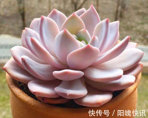 多肉芙蓉雪莲怎么养更美观教你3个小妙招,养出饱满红润的状态