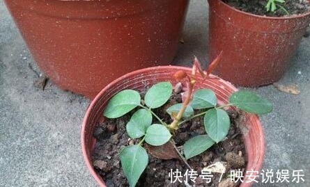 扦插|月季单芽扦插的方法，事实证明用这种方法扦插，优势很明显
