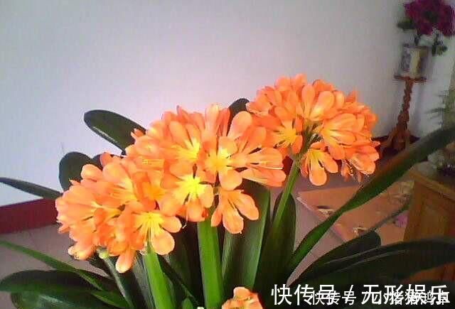 钙片|君子兰长得慢,给它吃一点“钙片”,根壮叶绿疯长,开成大花球