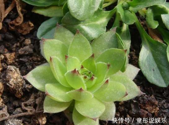 养护|盆栽观音莲如何养护掌握方法,轻松养的枝繁叶茂,开爆满盆!