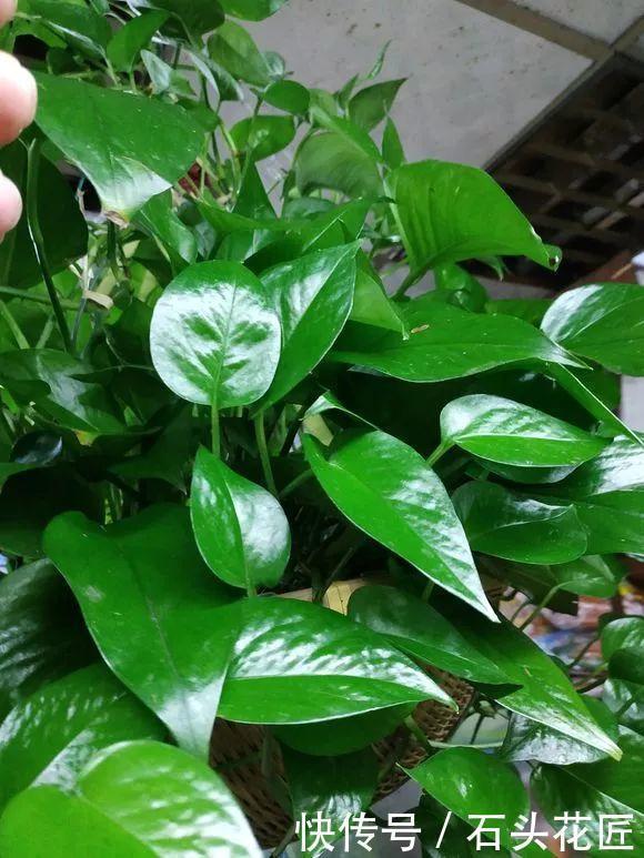 搬新家之前，一定要养“这6种花”，除“甲醛”效果好